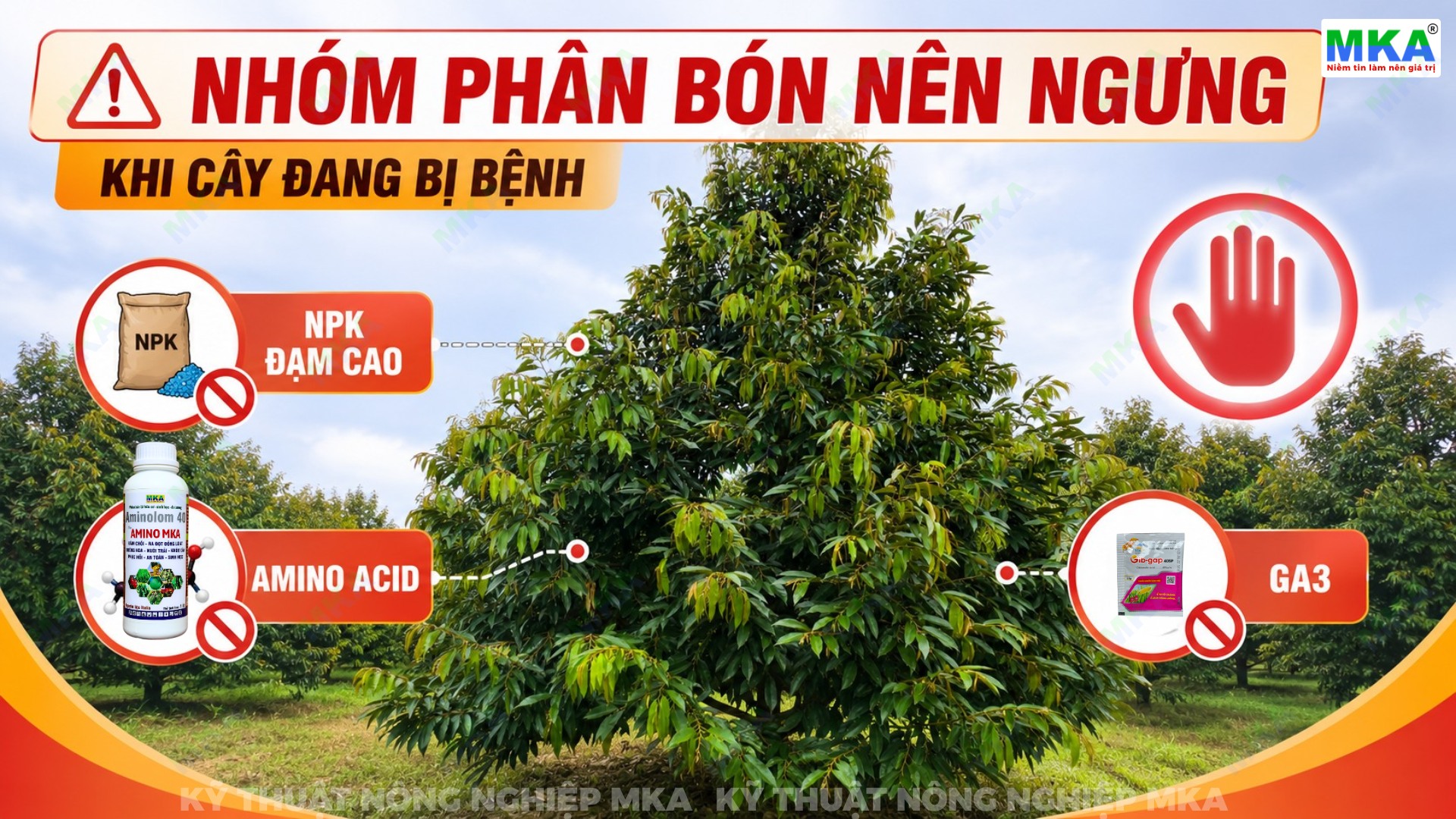 Nhóm phân bón nên ngưng khi cây đang bị bệnh